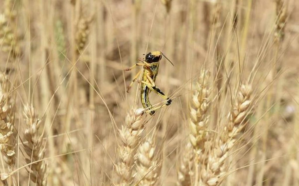 As India fights locust swarms