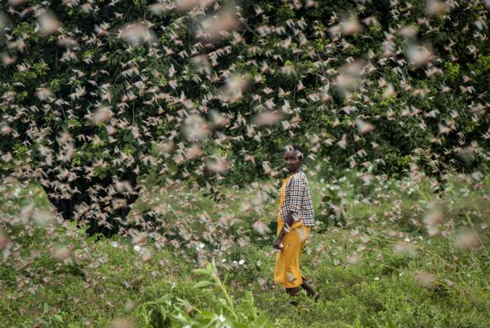 As India fights locust swarms