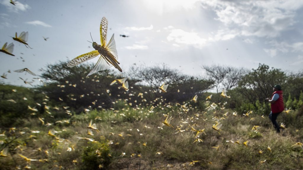 As India fights locust swarms