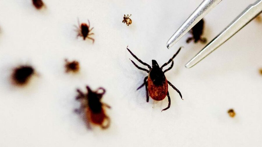 What is Tick-borne virus?