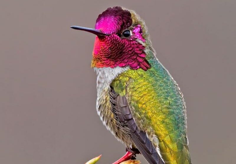 birds with red heads