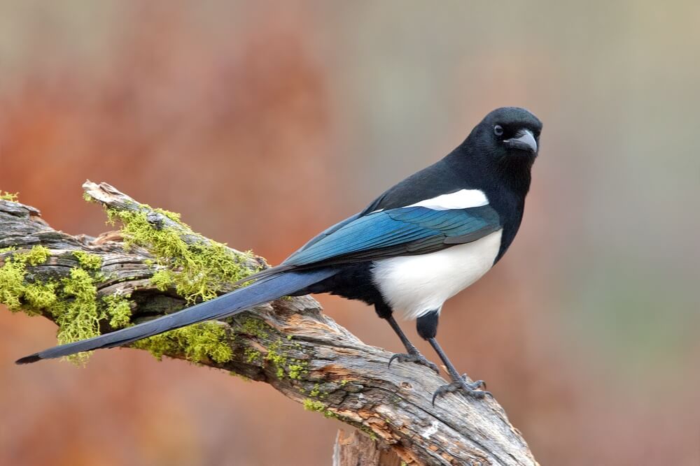 Black-billed Magpie