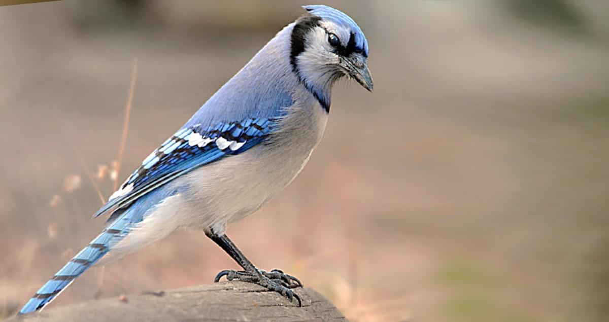 Blue Jay