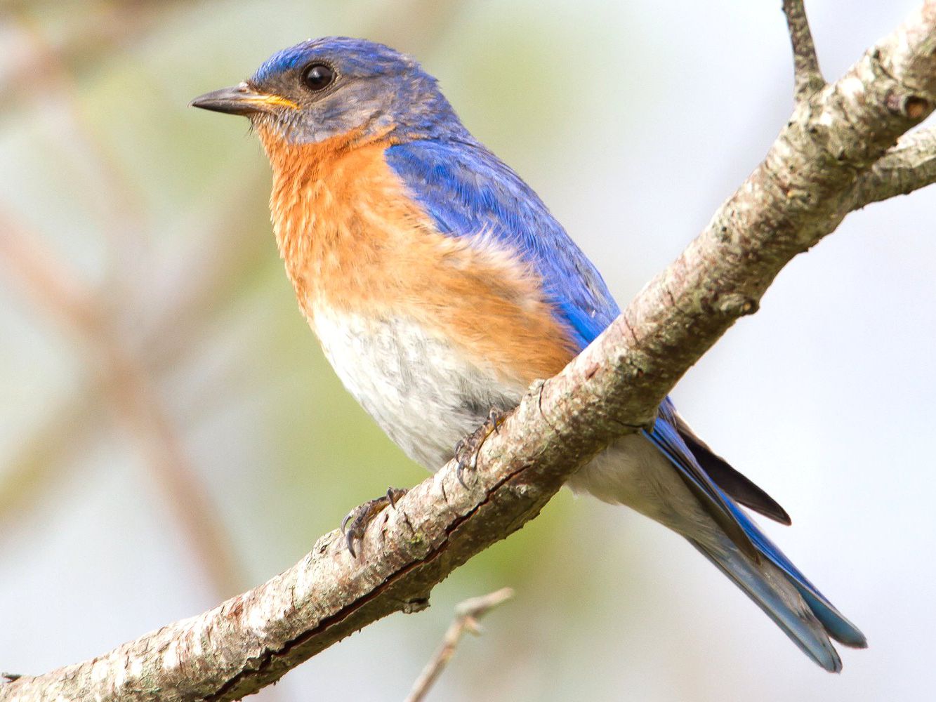 Eastern Bluebird