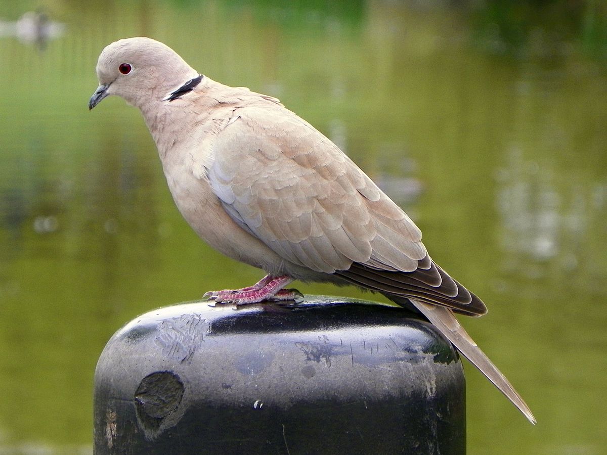 Eurasian Collared-Dove