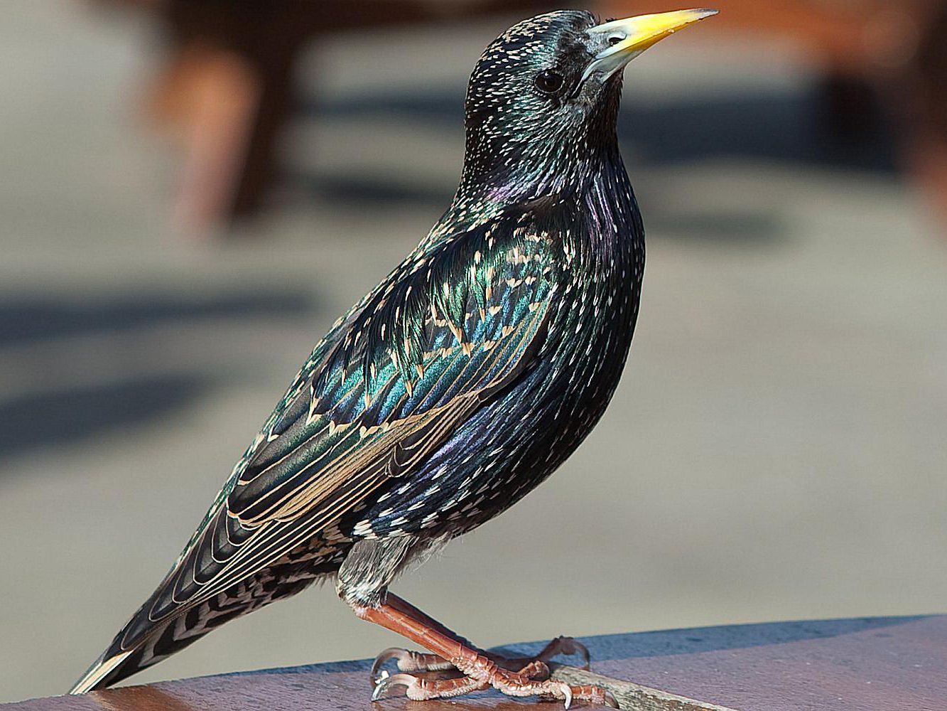 European Starling