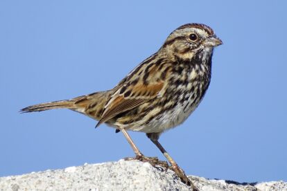 birds of Virginia