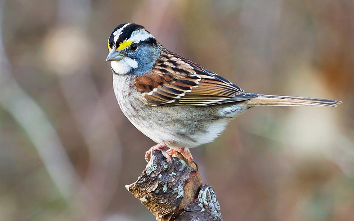 white throated sparrow